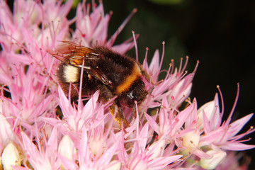 Large earth bumblebee (Bombus terrestris)