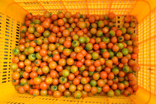 a yellow corf of tomatoes harvest 