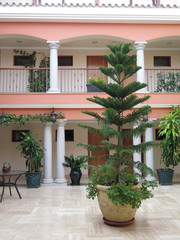 Fototapeta na wymiar Pine tree in hotel atrium