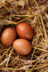 chicken eggs, top view