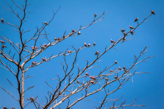Birds perch on the dry tree