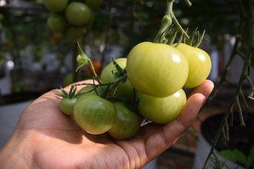 a hand is holding tomatoes