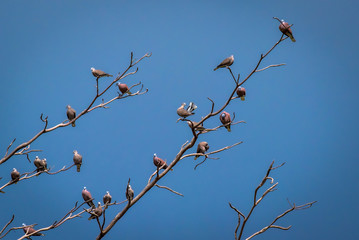 Birds perch on the dry tree