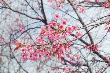 Wild himalayan cherry flower with filter effect retro vintage st