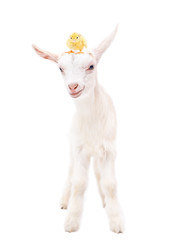 Portrait of a white little goat with a chicken on head