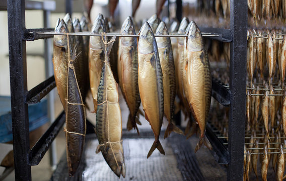 Production of cold-smoked mackerel. Food Industry
