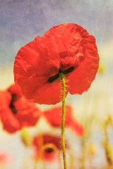 Big beautiful red poppy with vintage postcard style