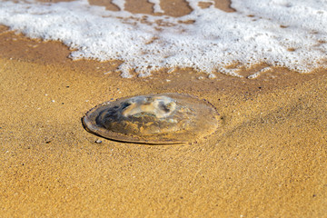 Fototapeta na wymiar The massive invasion of large marine jellyfish on the beaches du