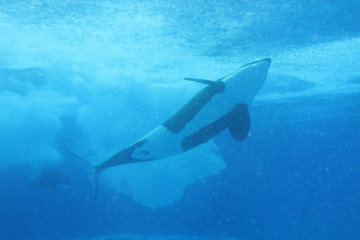 Fototapeta premium killer whale