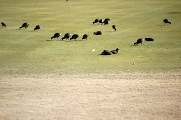 Blässhühner auf dem Golfplatz / Eine Gruppe von Blässhühnern frisst und sitzt auf dem Rasen...