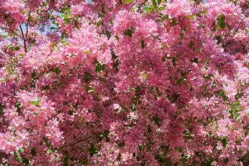 Obraz premium Pink apple-tree flowers