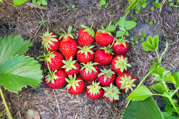 ripe strawberries on the ground