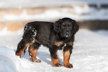Naklejka premium Black hovawart puppy on the snow
