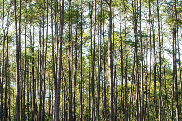 Pine tree with sunshine and shadow