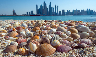 Shells on the beach on the background of skyscrapers