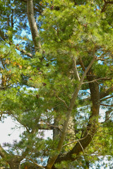 pine(Kenrokuen, Ishikawa Pref.)