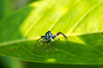 spider