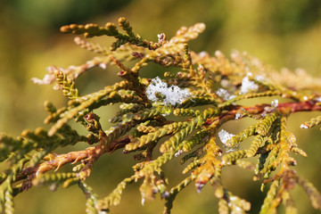 Branches of evergreen juniper that are exempt from snow