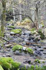 Arroyo del Sestil en Canencia