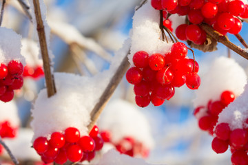 Red berries of a guelder-rose covered with snow