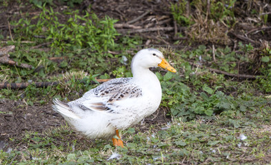 White duck on a poultry farm