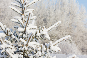 Winter. snowy weather. snow covered branches of Christmas tree