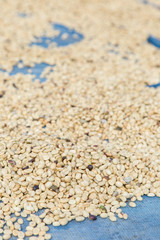 un-roasted coffee beans heap with shallow depth of field