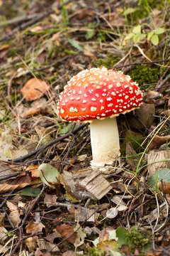 A red capped toadstool in woodland undergrowth. 