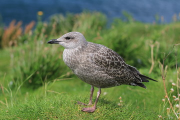 A Herring Gull chick on the side of a cliff overlooking the ocean.