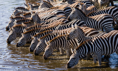 Group of zebras drinking water from the river. Kenya. Tanzania. National Park. Serengeti. Maasai...