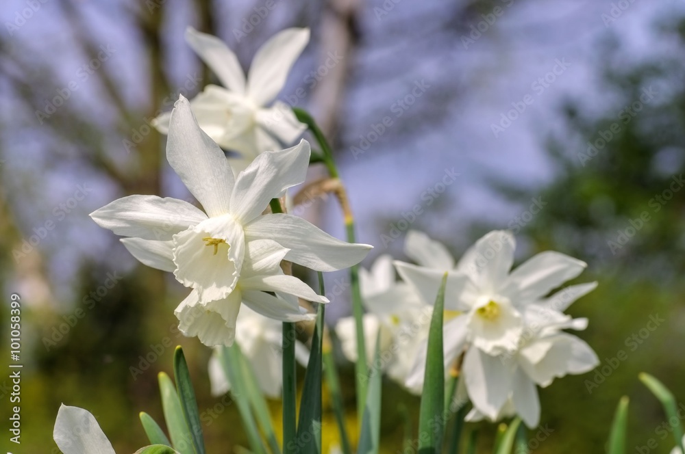 Poster Narzisse Thalia - Daffodil Thalia