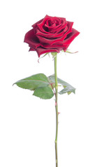 Fototapeta premium beautiful velvet rose isolated on white background.