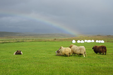 Sheeps under strong wind and rainbow in highlands, Iceland