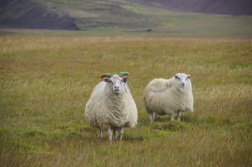 Fototapeta premium Sheeps under strong wind in highlands, Iceland