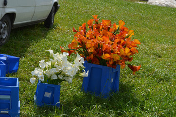 Harvest of bouquet of lily flowers in blue buckets in a field