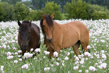 Naklejka na ściany i meble Portrait of two horses in the poppy field