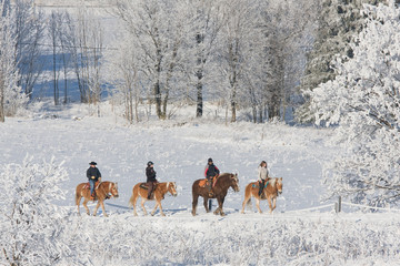 Four riders on horses walking through snowy landscape