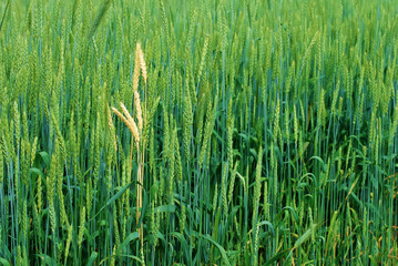 Close-up of green wheat field. Green ears of grain cereals.