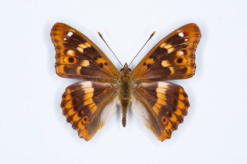 Fototapeta na wymiar Lesser Purple Emperor, Apartura ilia, butterfly
