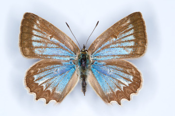 Naklejka na ściany i meble Melaegeria daphnis blue butterfly on white