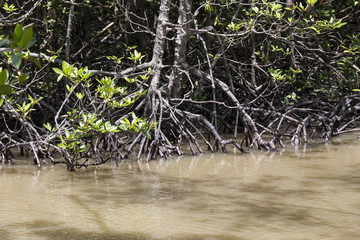 Complicated of mangrove root system