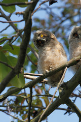 Long-eared Owl (Asio otus)