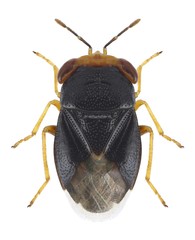 Bug Geocoris erythrocephalus