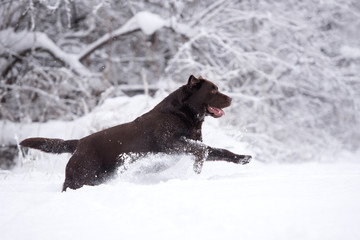 labrador retriever dog running outdoors in winter