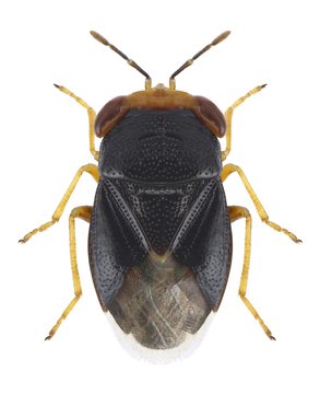 Bug Geocoris erythrocephalus