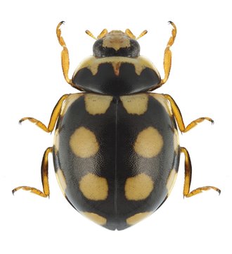 Beetle Coccinula quatuordecimpustulata