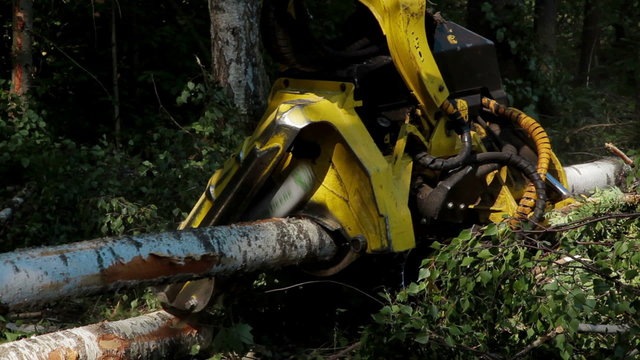 Harvester working in middle of a forest
