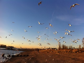Möven an der Rheinlandschaft © renagroby94