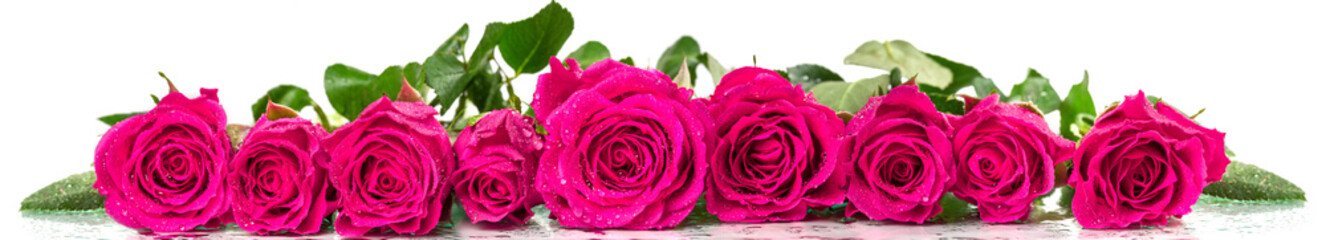 Panoramic image of a bouquet of roses with dew drops