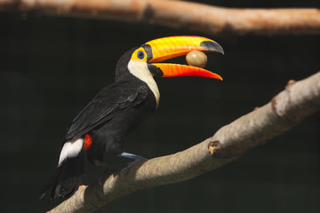 Toco toucan  with an egg in its beak.